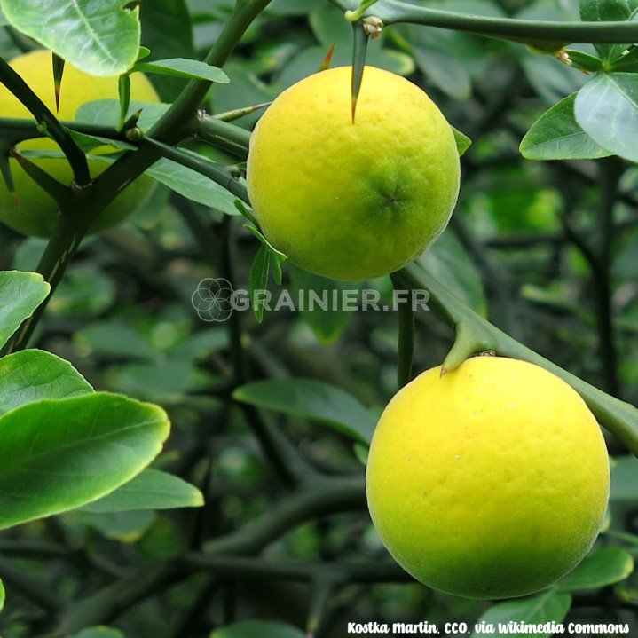 Citronnier épineux, Oranger trifolié, Citrus trifoliata, Poncirus trifoliata image